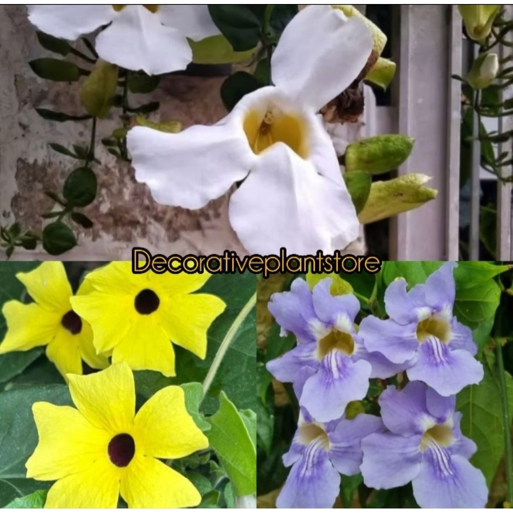 Tanaman Hias Thunbergia Grandiflora / Tumbergia Putih Ungu Kuning Bibit Tanaman Bunga Merambat