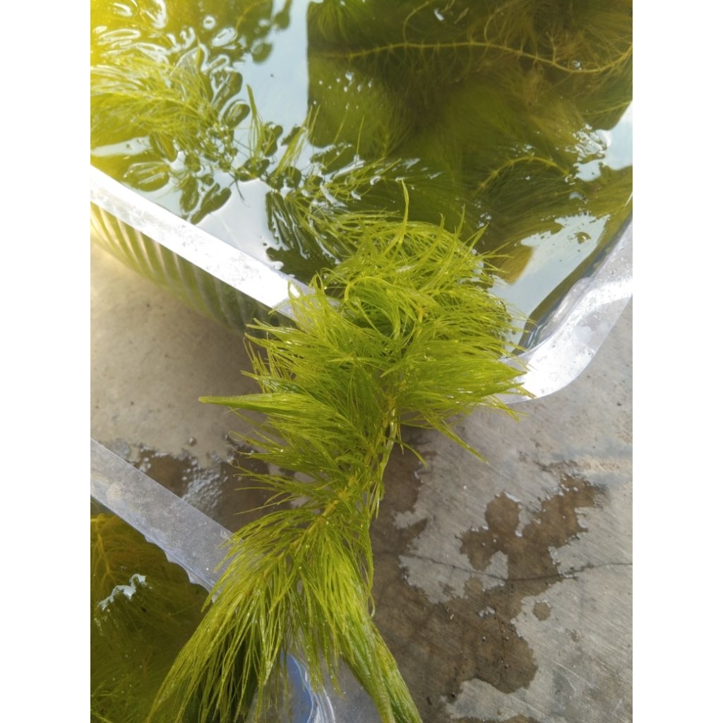 tanaman air ekor tupai