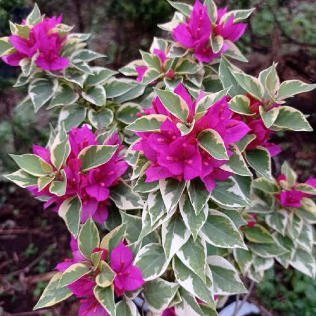 Bugenvil Singapore Variegata bibit ori