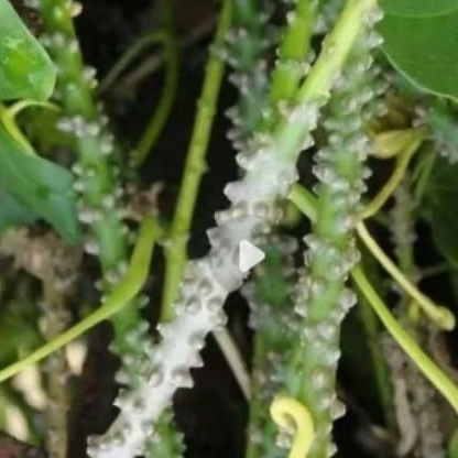 

brotowali segar fress