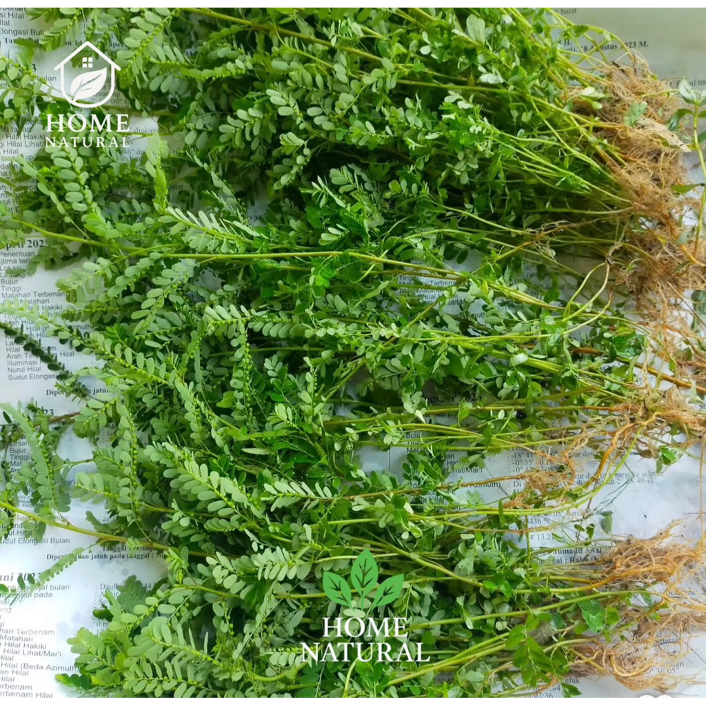 

Daun Meniran Segar Dan Fresh Daun Akar Meniran