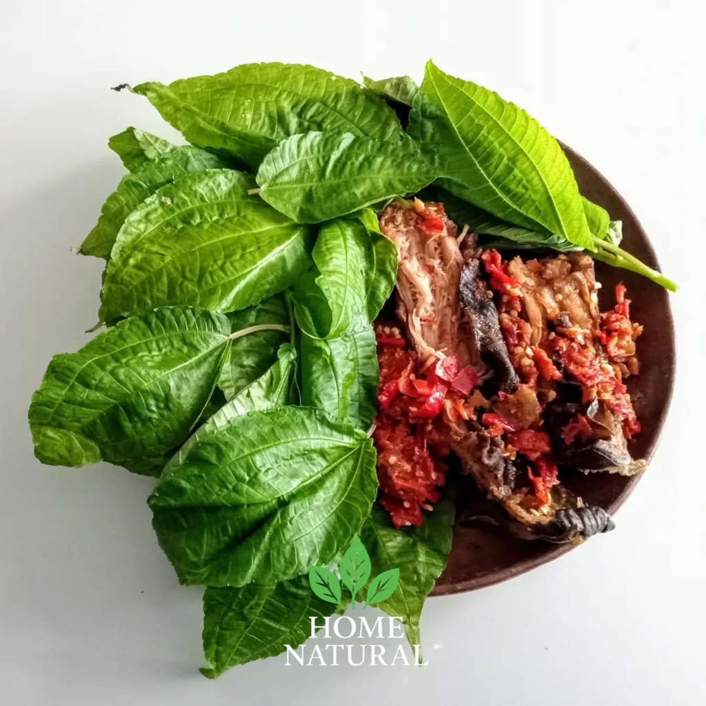 

Daun Pohpohan Segar Dan Fresh - Lalapan Daun Pohpohan