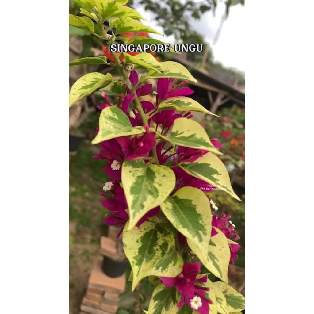 tanaman hias bougenville Singapore varigata merah