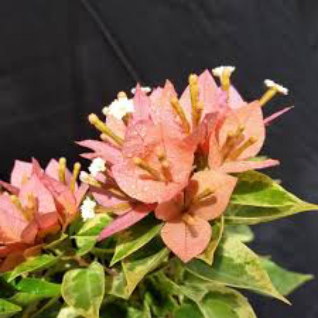 tanaman hias bougenville Singapore farigata oren/peach