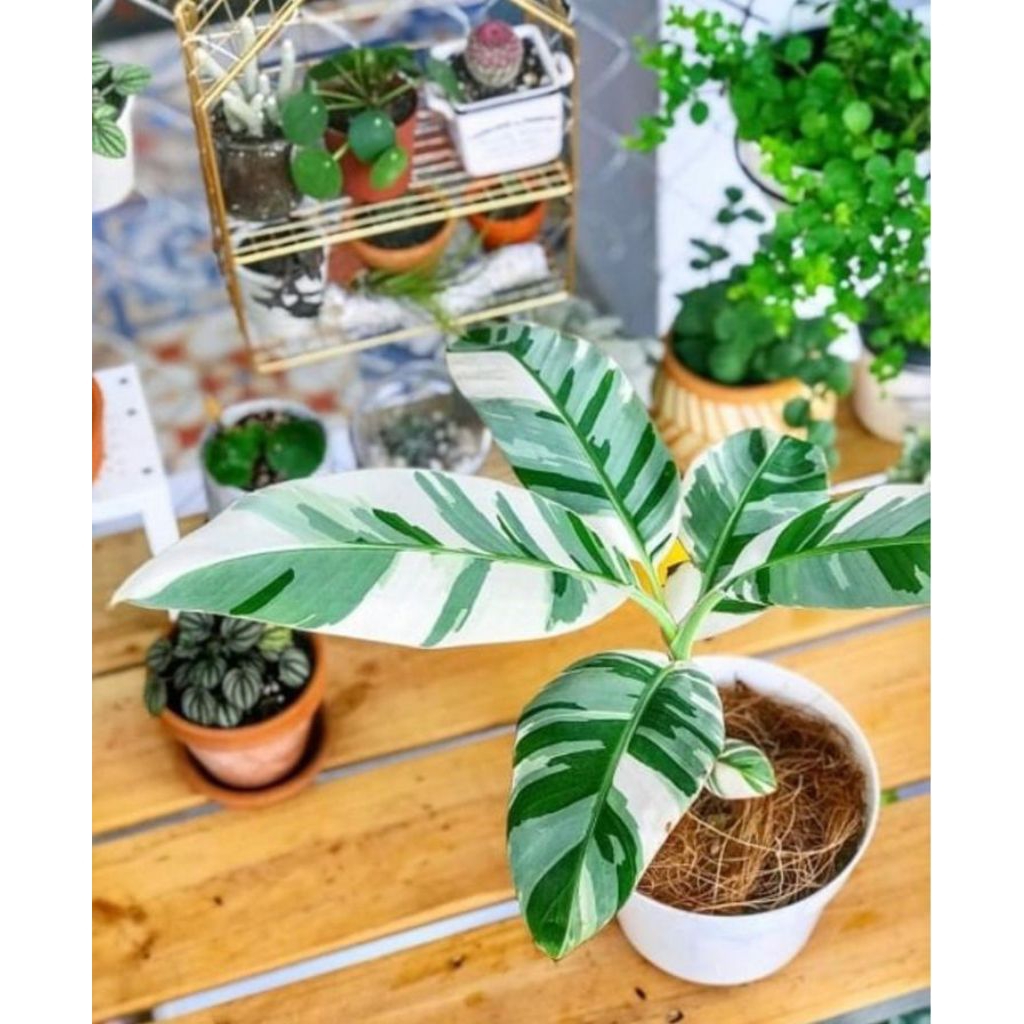 Tanaman Hias pisang Florida variegata