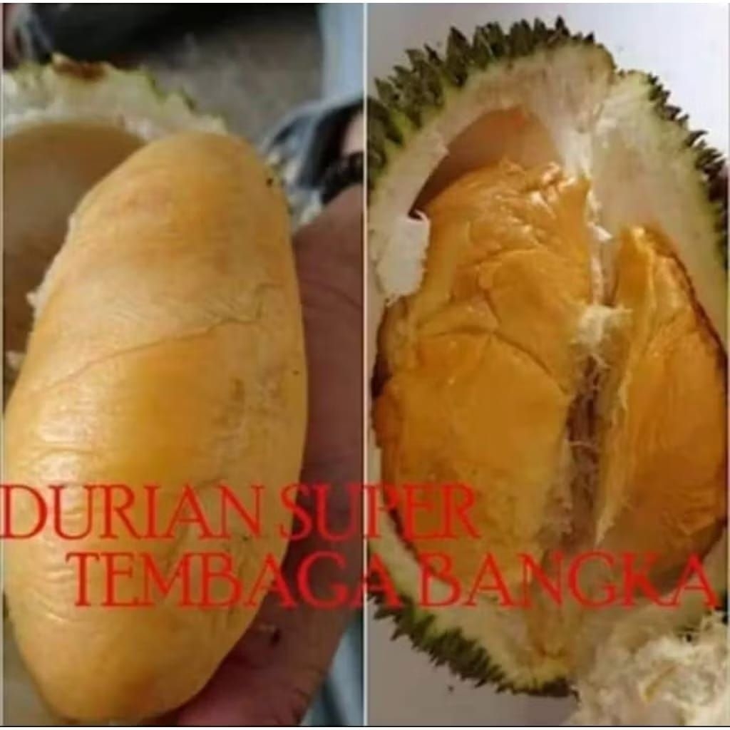 Bibit Durian Super Tembaga Kaki 3 Murah