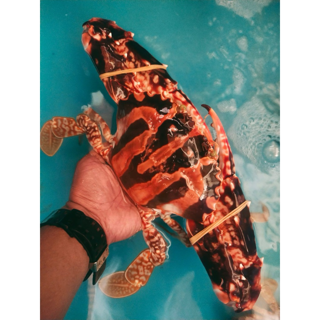 

RAJUNGAN JUMBO HIDUP 1KG