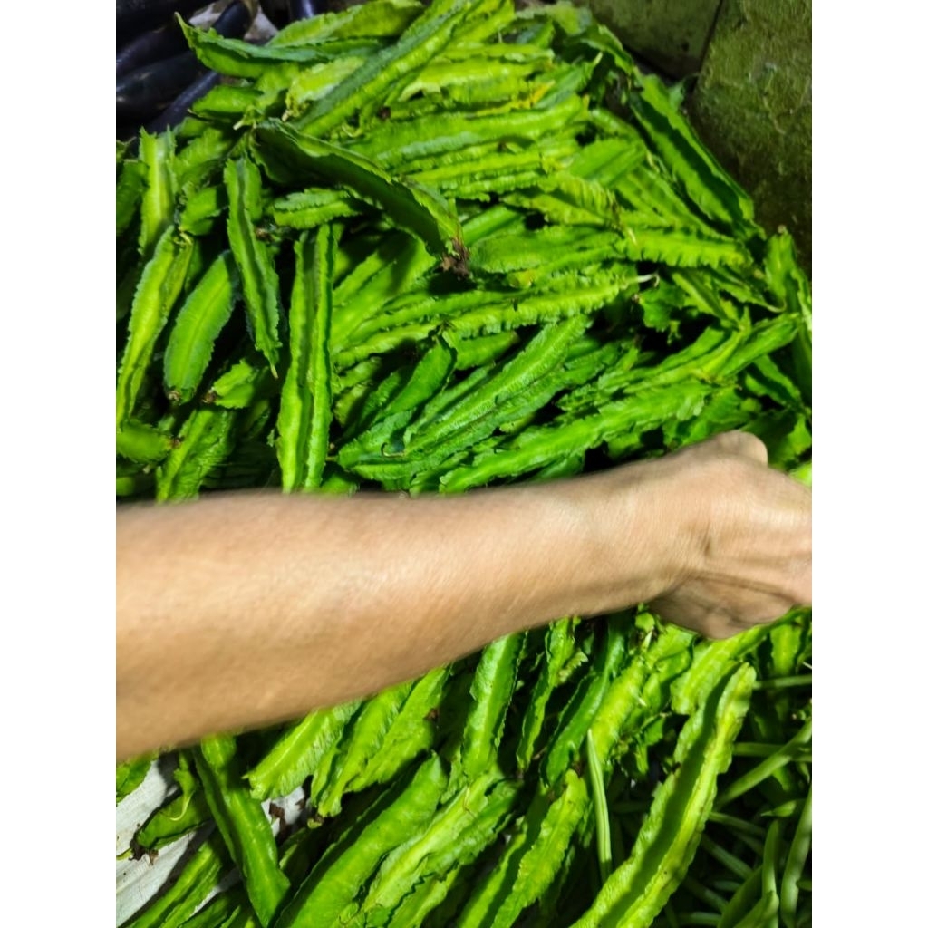 

kecipir segar 500grm