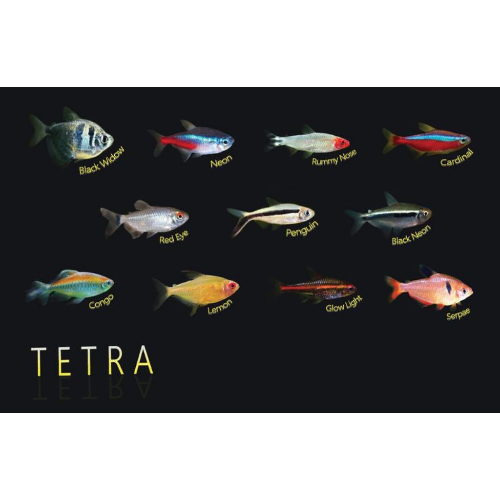 

STIKER LUCU NEON BLACK TETRA 10 BIJI