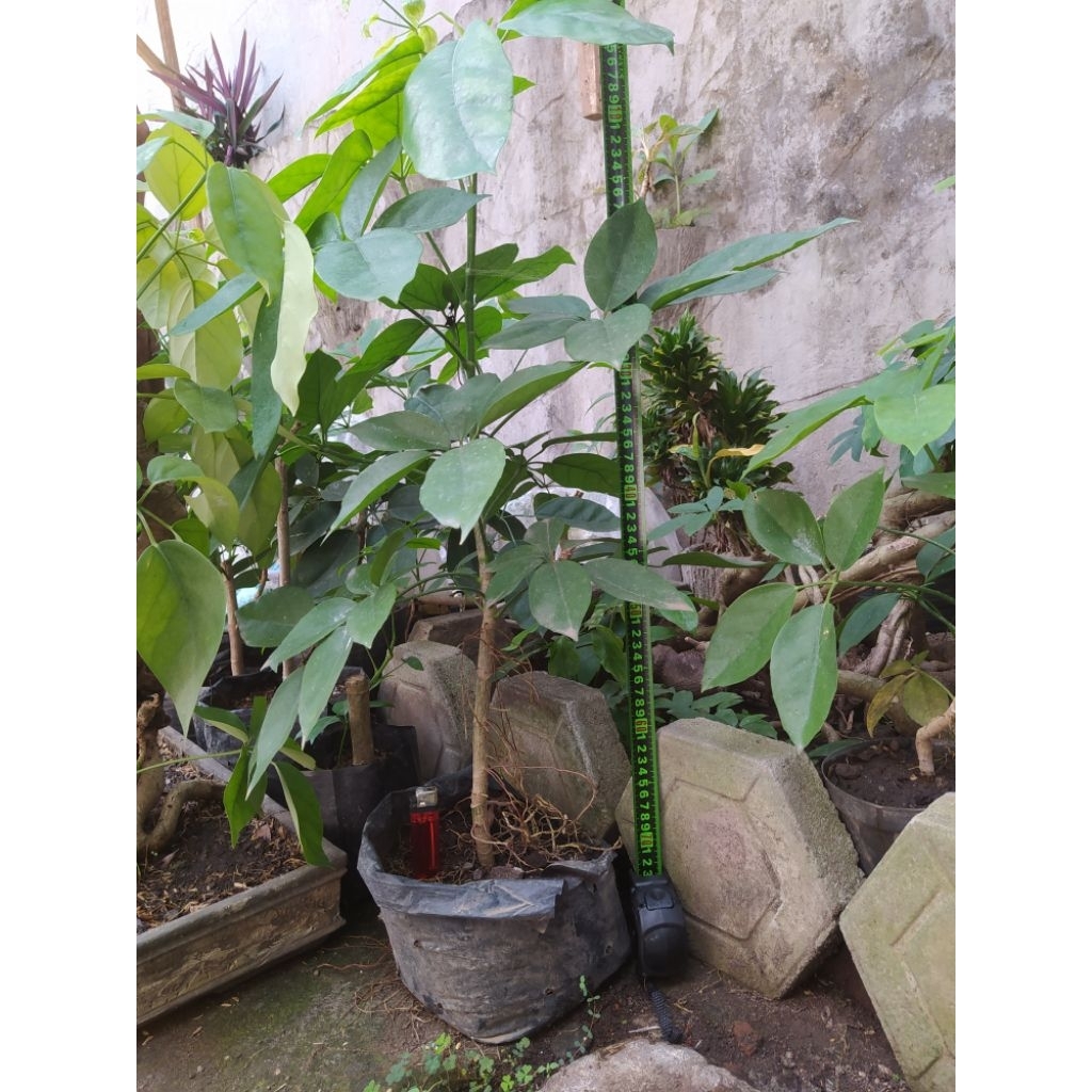 Tanaman Tlogosari atau Pohon Demit Bahan Bonsai Unik