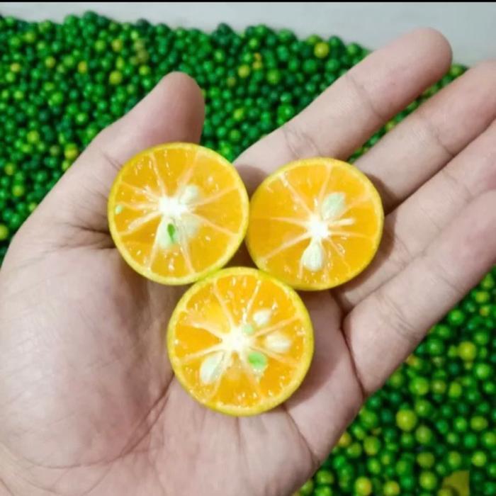 

Jeruk Songkit Promo Super Murah Fresh 1 kg