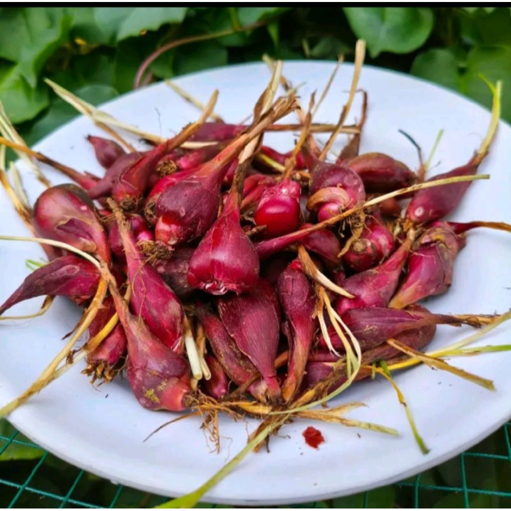 

Bawang Dayak Segar 1Kg