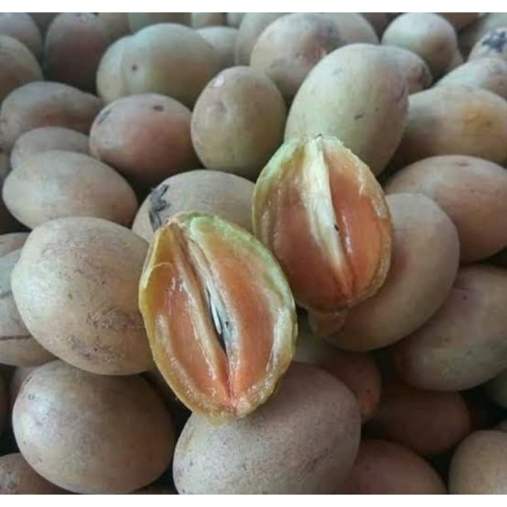 

Sawo Madu 500 gr READY Instan