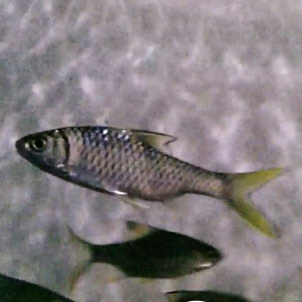 Tankmate wader kepek kuning