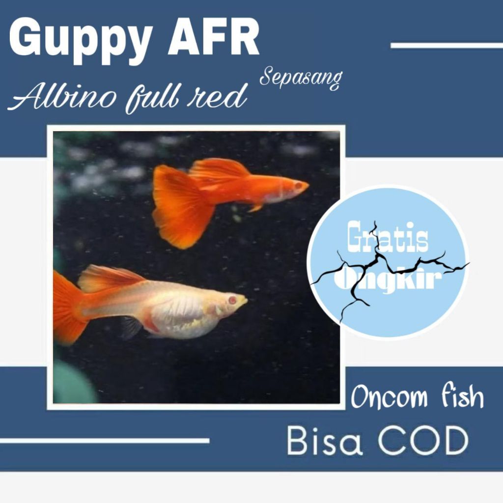 perlengkapan aquarium Guppy AFR (sepasang)