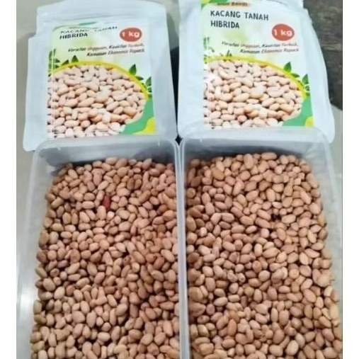 

BENIH/BIBIT MADU HIBRIDA SUPER PREMIUM 500 GRAM
