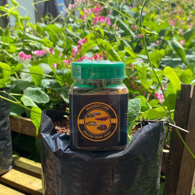 MAGGOT LIFE (pakan ikan hias)