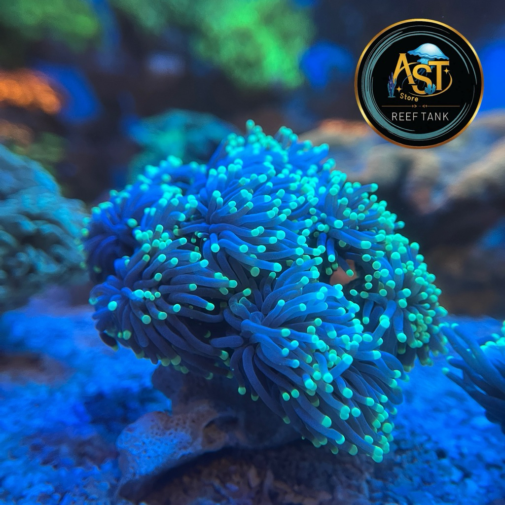 KUKU CABANG, BABUT CABANG, ANAMON CABANG, Anemon piring #Terumbukarang #corallife TERUMBU KARANG LAU