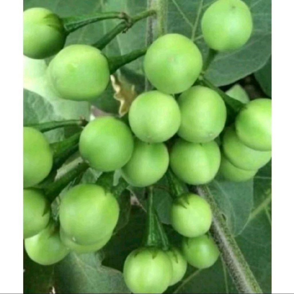 

Buah rimbang/buah tekokak 500gram