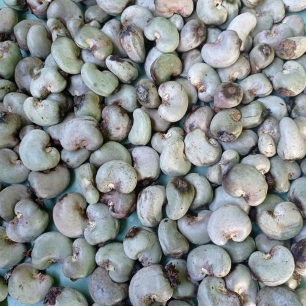 BIJI JAMBU METE / MEDE/ BIJI JAMBU MONYET 1 KG