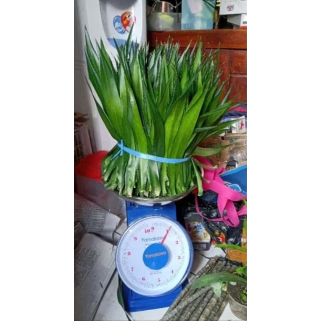 

DAUN SUJI SEGAR 1KG pewarna hijau alami / daun herbal alami