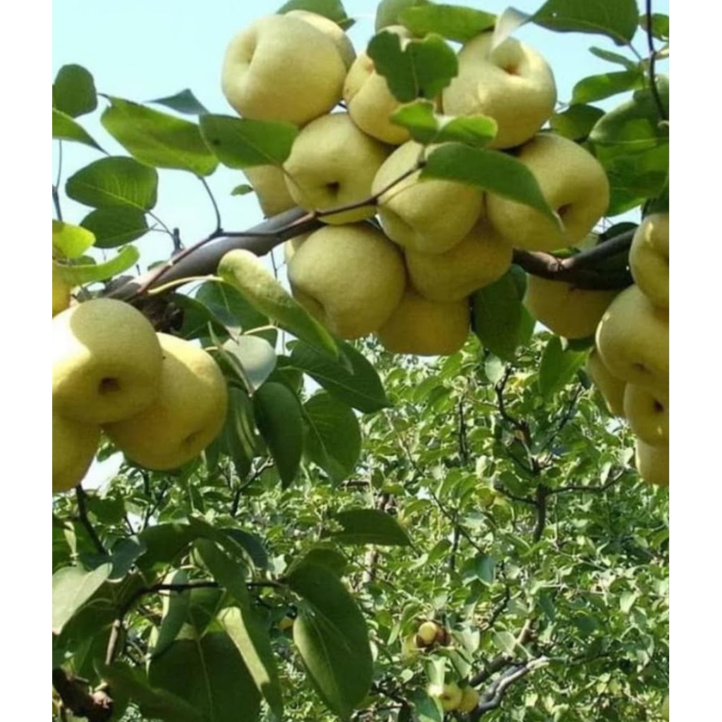 

bibit buah pear nasi cangkok super.