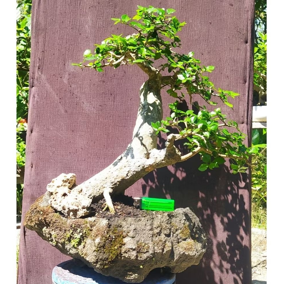bonsai siap pajang Streblus asper / serut besar karakter cakep realpic + pot batu alam ori