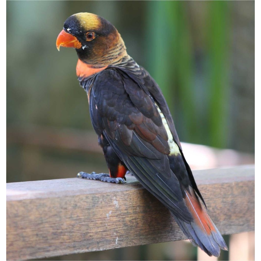 

telur fertil burung nuri Dusky jaminan netas