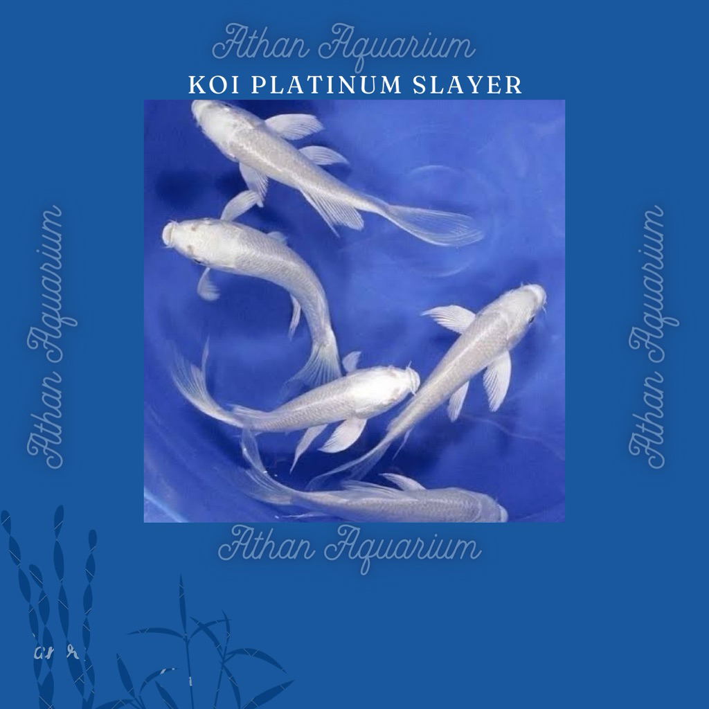 Koi Platinum  Slayer size kecil&besar ukuran 8-1025cm