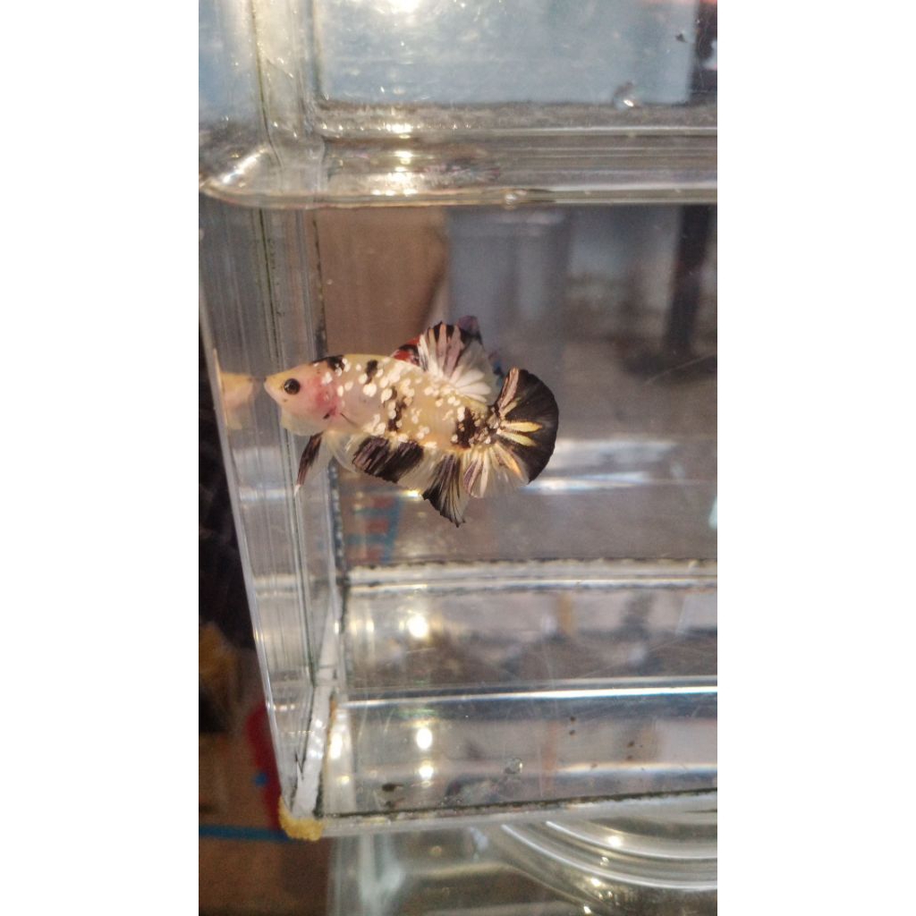 plakat yellow koi copper