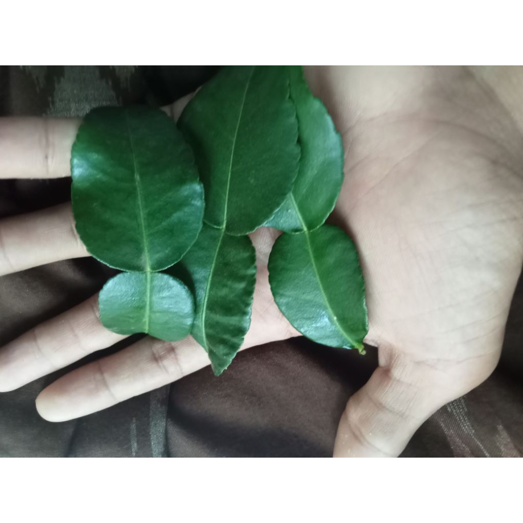 

Daun jeruk purut segar 50 g 100 g 250 g/daun jeruk purut fresh/daun jeruk purut