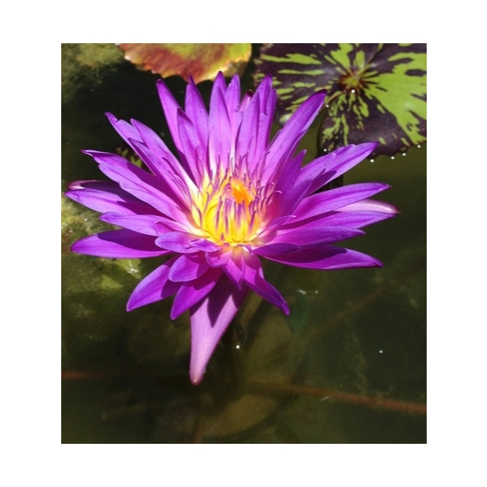 Benih Tanaman Hias Air Teratai Capensis