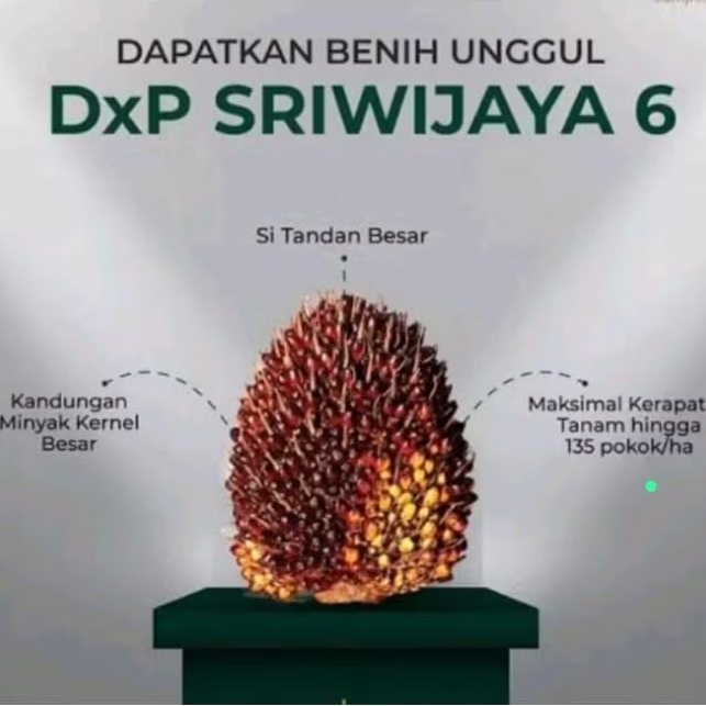 Bibit kecambah sawit unggul dxp Sriwijaya 6 isi 250 butir