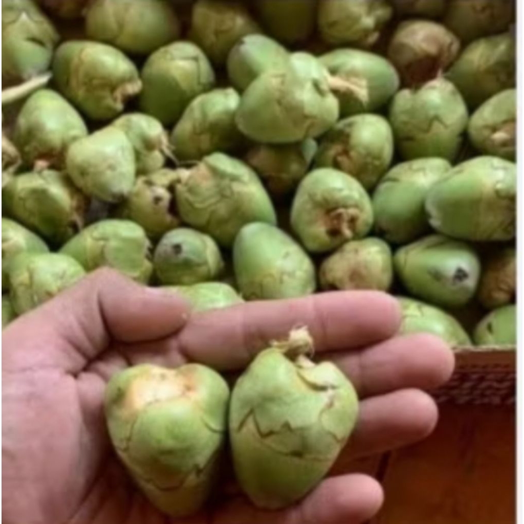 

bululuk/tembuluk buah kelapa mini masih segar 28rbu/1kg