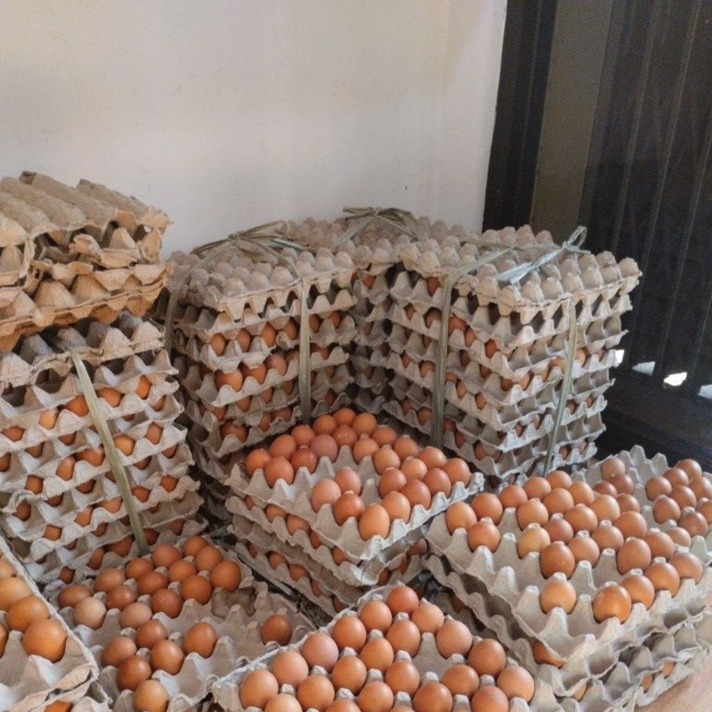 

Telur Ayam 1 Ikat
