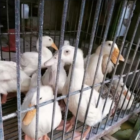 

Bebek Peking 1ekor potong dadakan