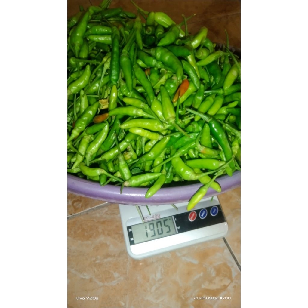 cabai rawit hijau lokal