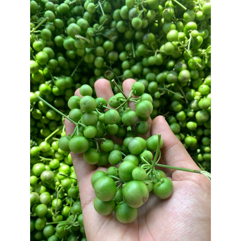 

sayur lencak atau ranti 1kg (pengiriman tahan 6hari )