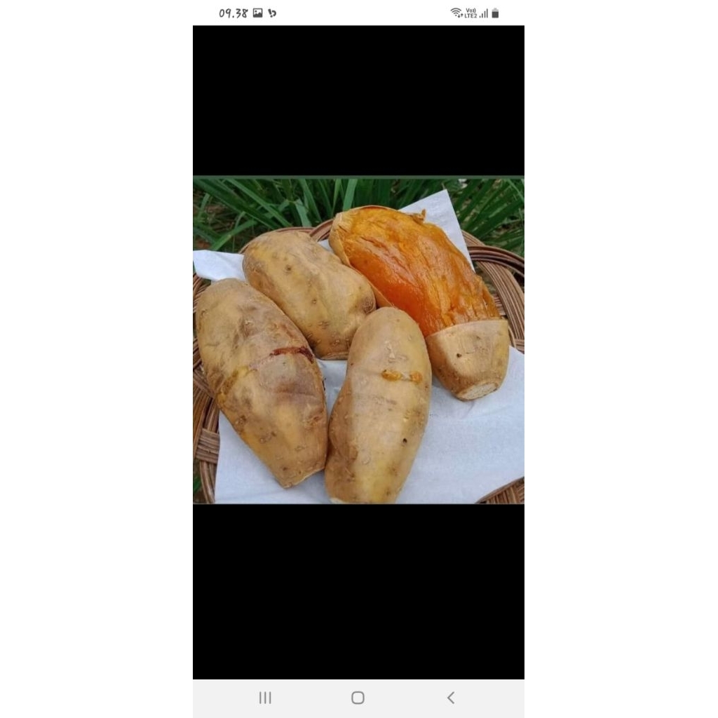 

ubi cilembu asli ngoven