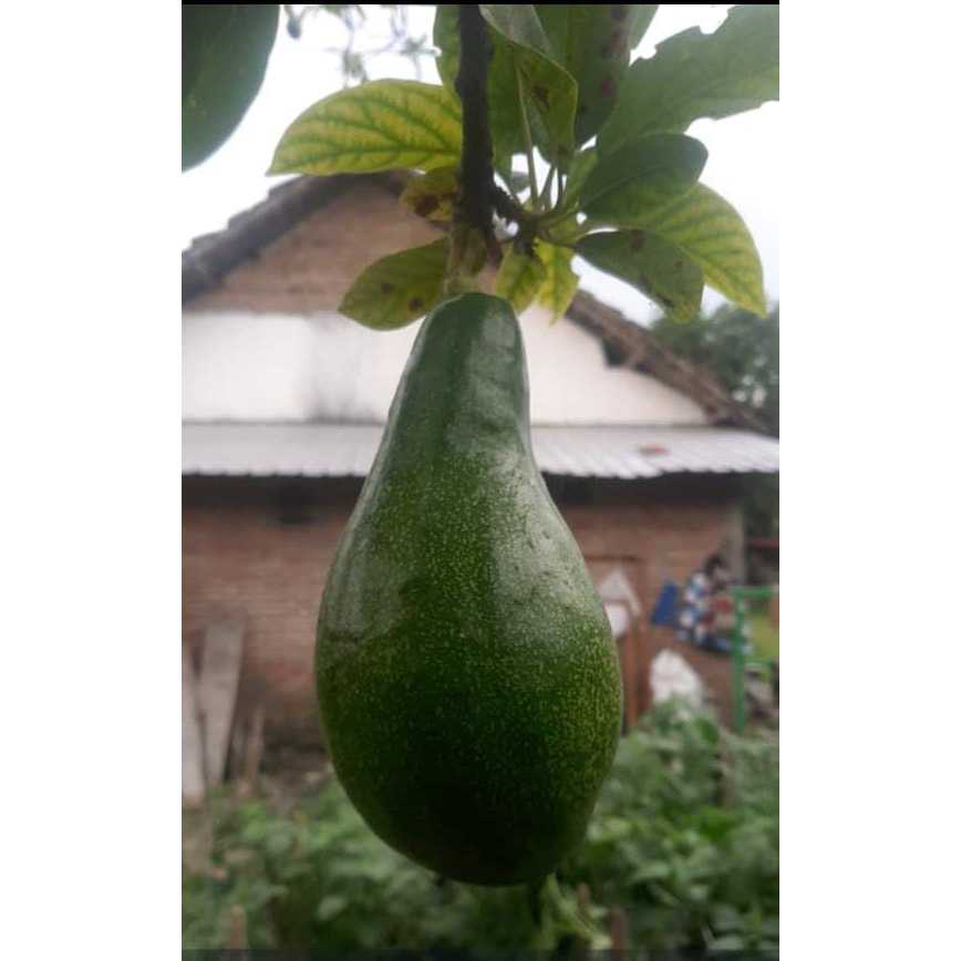 

ALPUKAT MENTEGA 1KG ISI 1-5