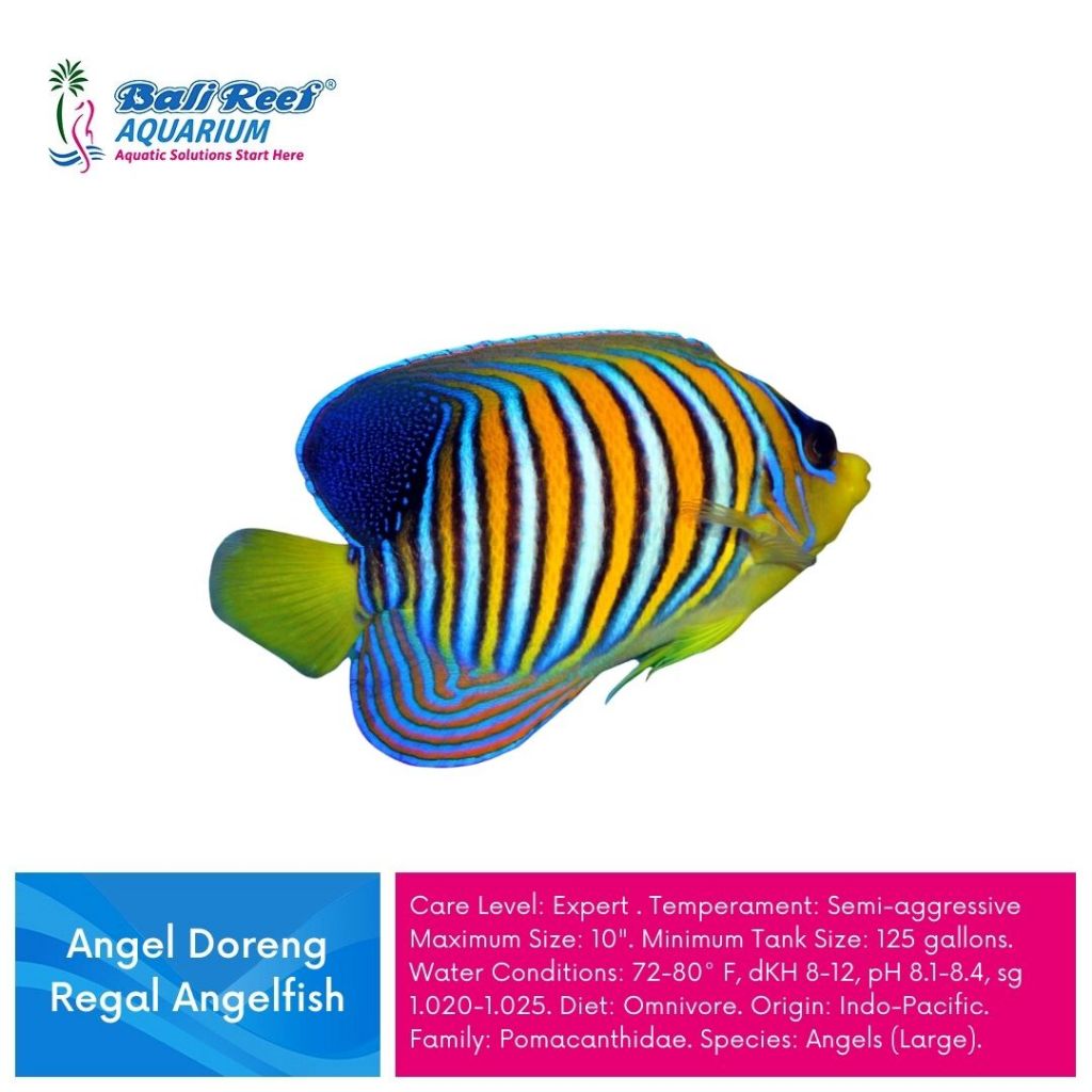 Ikan Hias Air Laut Hiasan Aquarium Ikan Angel Doreng