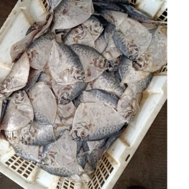 

IKAN LAUT SERBA 15 RB FRESH / FROZEN