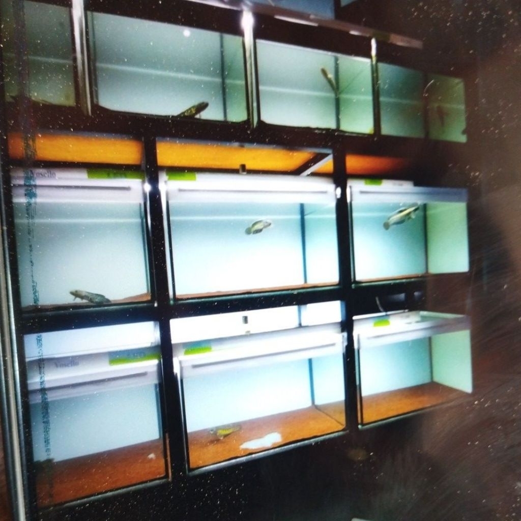 patung cana auranti sz10cm