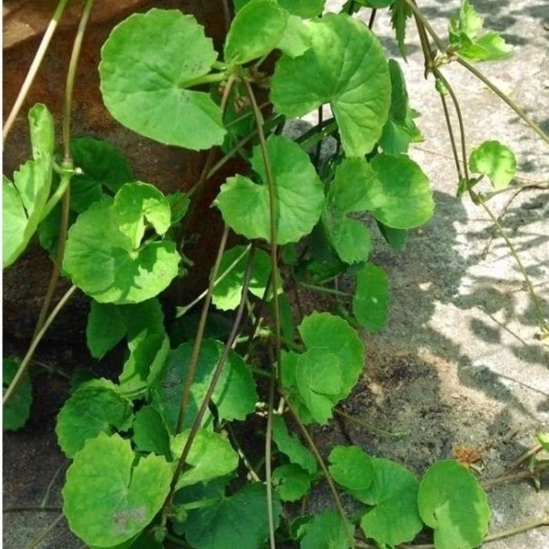 

antanan segar 500 gram fres bagus