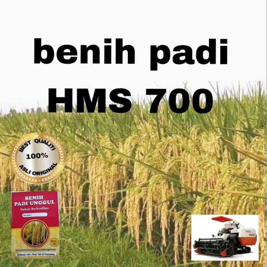 BENIH PADI HMS 700 UNGGUL 1KG