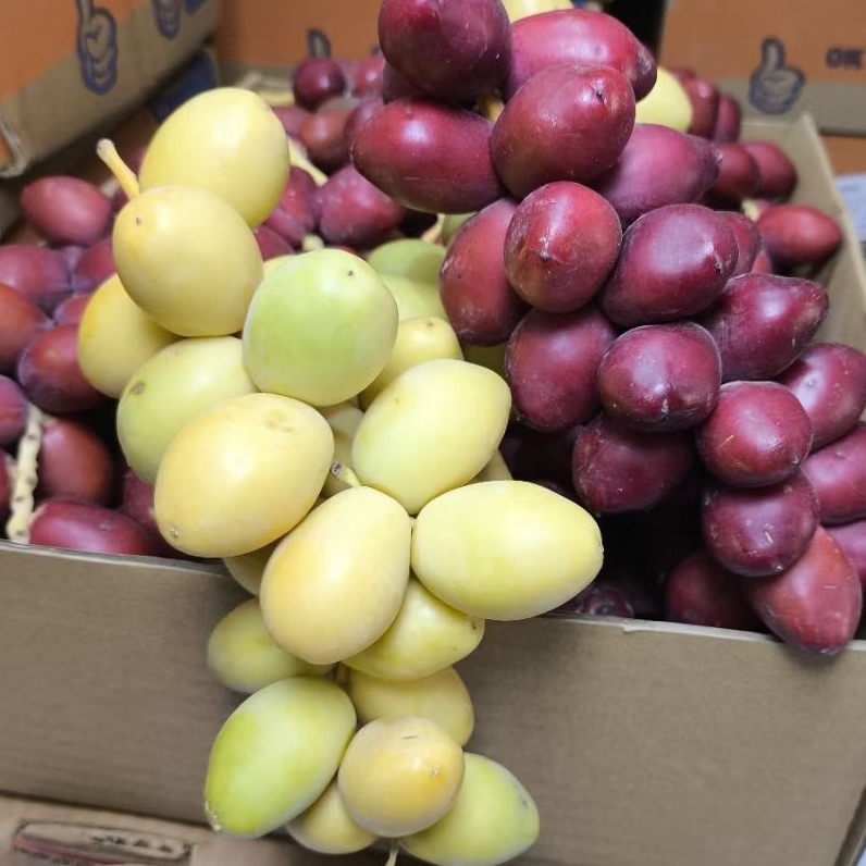 

Ready Mix Kurma Muda Kuning Merah Segar Promil