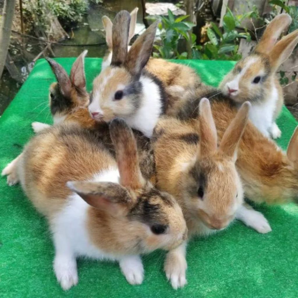 Kelinci Lokal Hidup Murah Anakan Imut Lucu