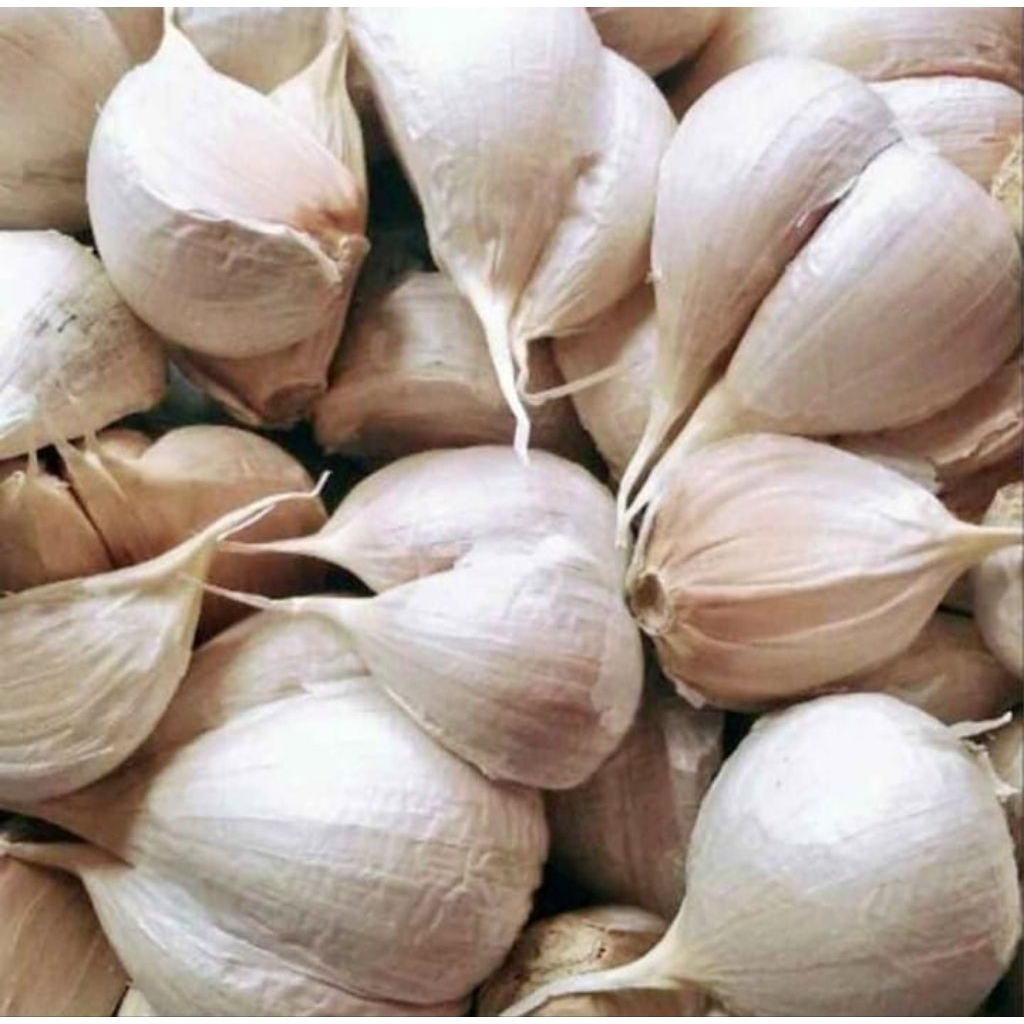 

BAWANG KATING TANPA BONGGOL BERSIH FRESH