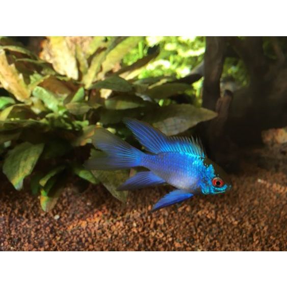 Ikan Hias Ramirezi Blue Electric Longfin / Ramirezi Blue Elektrik Slayer / Ikan Hias Air Tawar