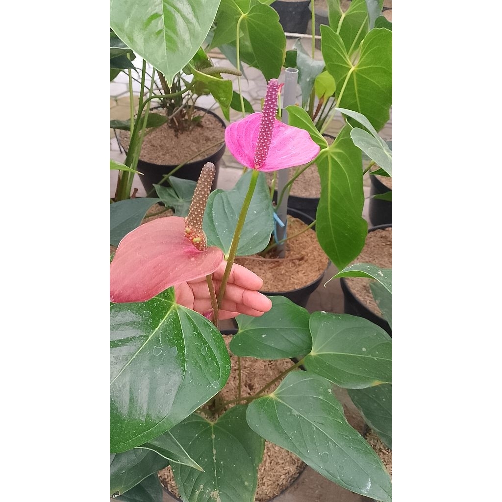 anthurium holland mini ungu